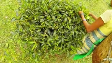穿着传统服装的女人从灌木丛中收集茶叶，把茶叶放进柳条篮子里，固定在头上